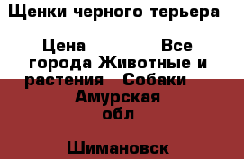 Щенки черного терьера › Цена ­ 35 000 - Все города Животные и растения » Собаки   . Амурская обл.,Шимановск г.